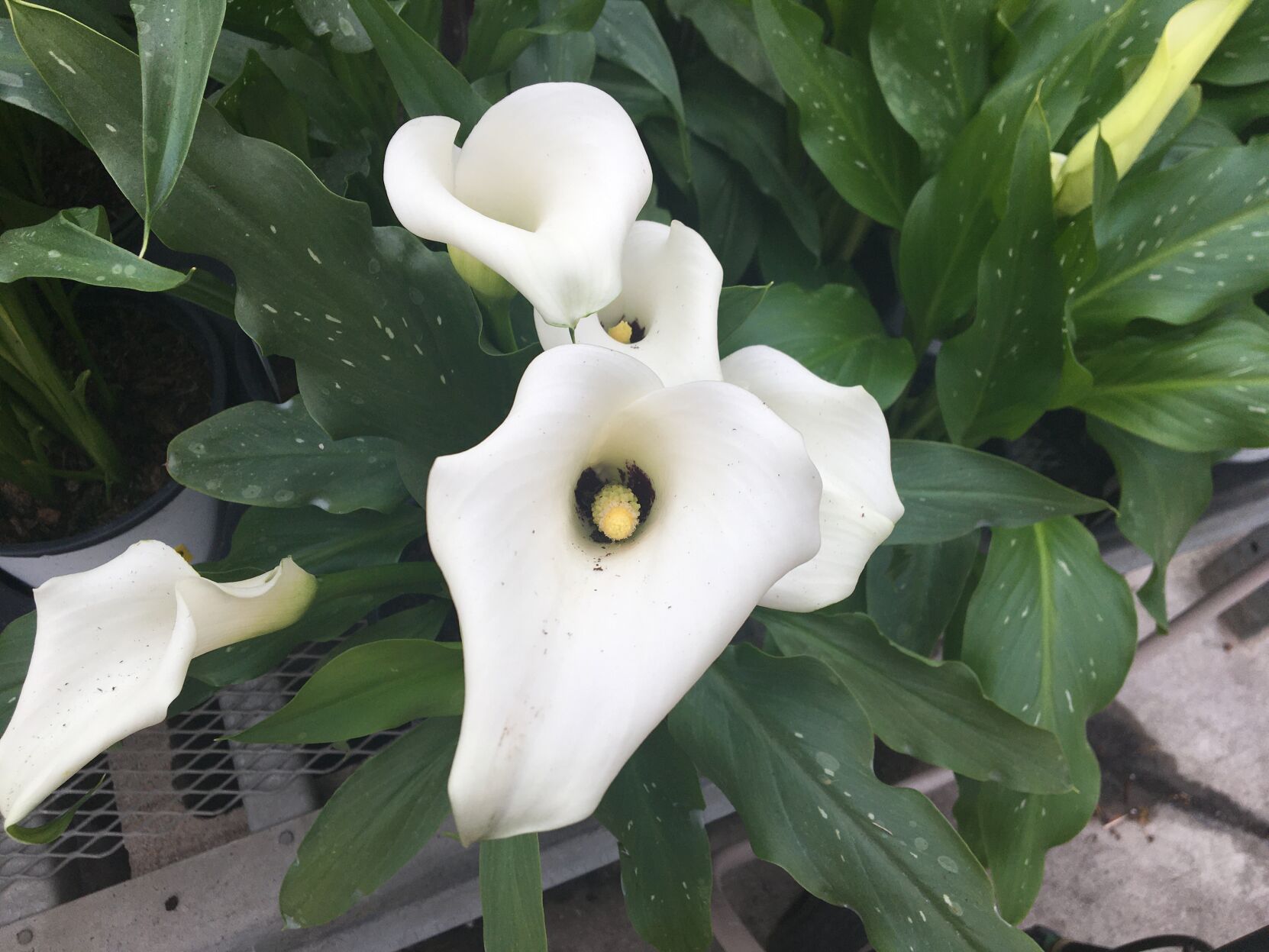 White calla lilies symbolize purity and innocence..JPG (copy)